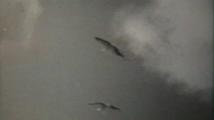 Биол, Животн, Полёт птиц