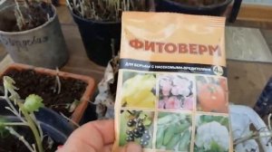 Что делать, если хризантема начала расти в погребе.