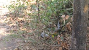 Кобры в Сиолиме. Змеи в Гоа (Индия). Видео 23.03.2016 (Холли)