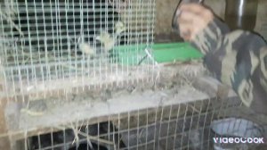 21 апреля. Забой бролеров. Вывод цыплят.