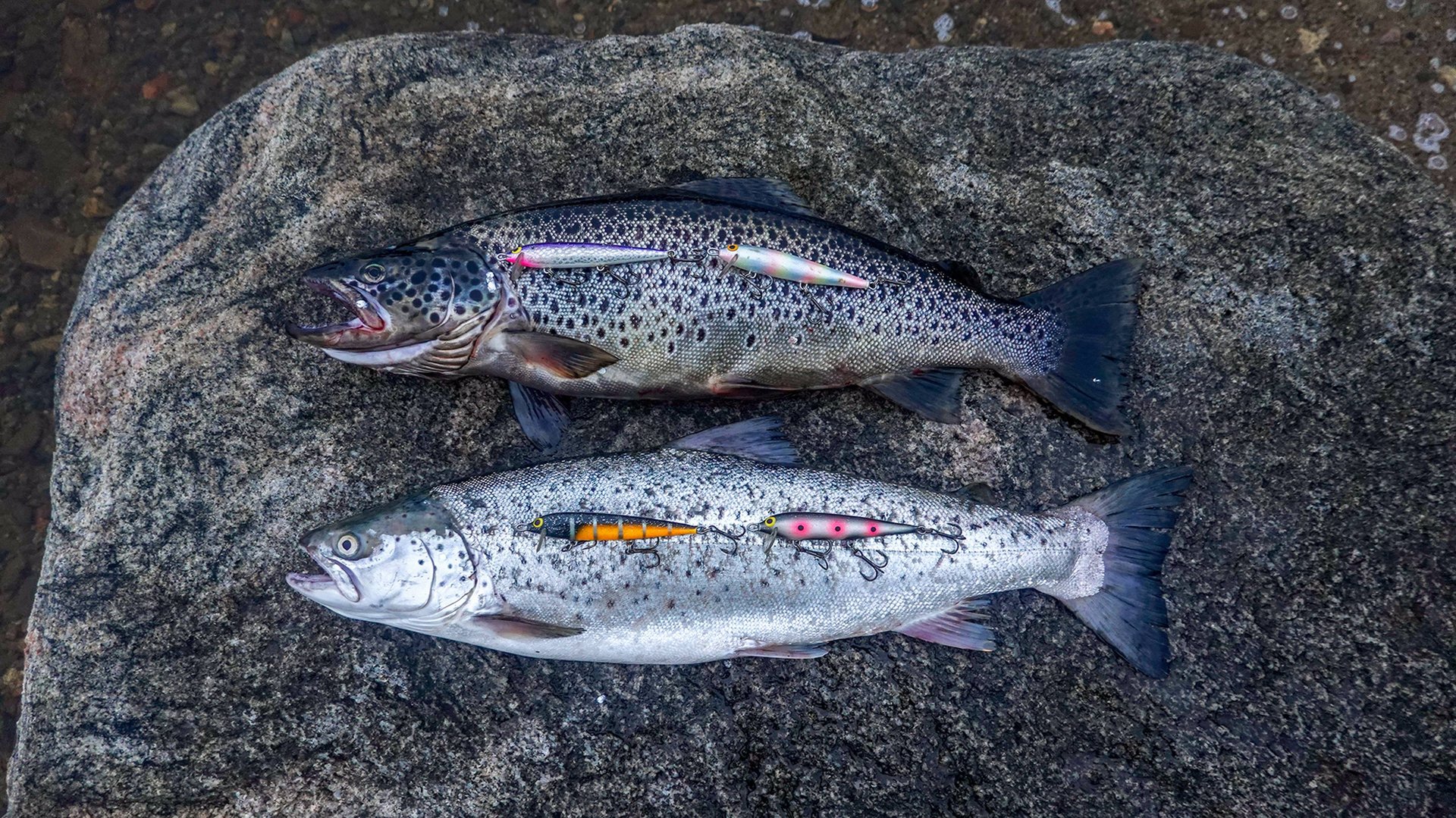 КУМЖА НА ПАЛЕЦ