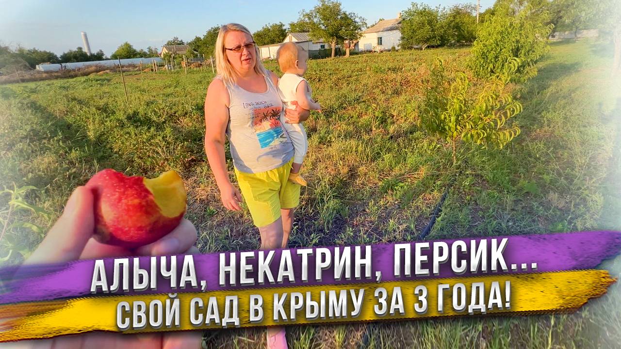 Михаил на пустом участке в Крыму за 3 года вырастил сад, который уже дает плоды! Персик, Некатарин..