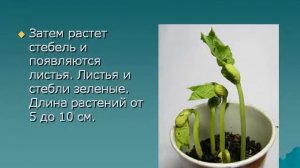 Презентация Влияние среды на развитие растения из семени