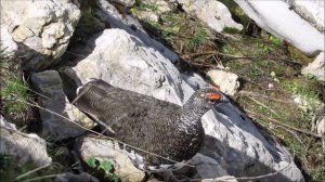 Balzender Alpenschneehahn mit Schneehenne  (Lagopus muta)