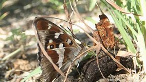 Бабочки. Переливница ивовая. Apatura iris