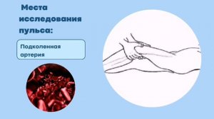 Алгоритм исследования пульса