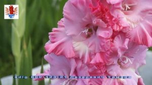 Гладиолусы 19  mirgladiolus ru
