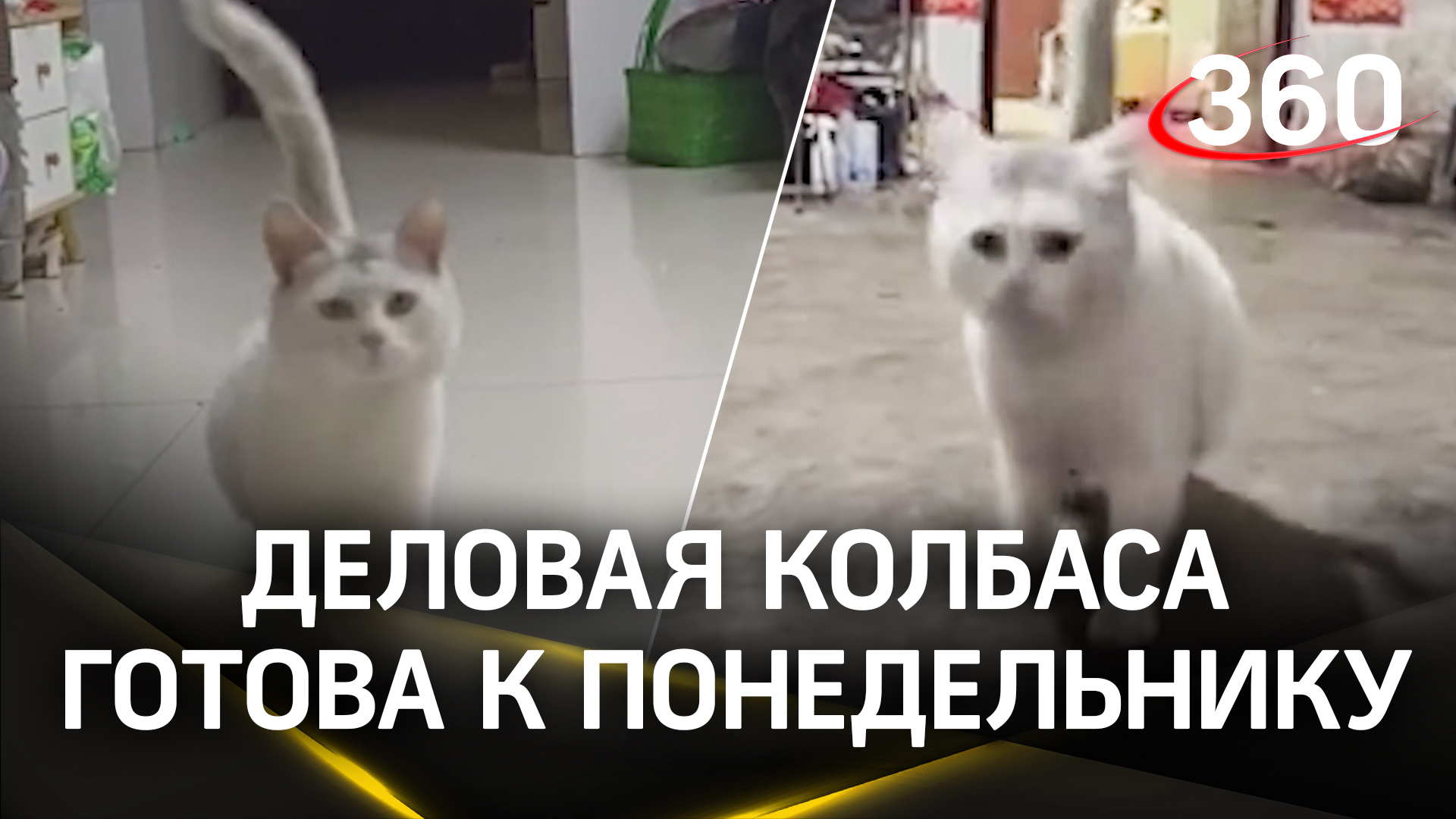 Деловая колбаса готова к рабочему понедельнику - её ничто не огорчит