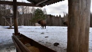 Зубры в заповеднике "Калужские засеки"