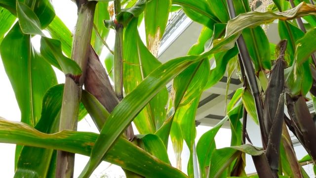 Growing Queen Corn on the Balcony | Dark Corn, Specialty Black Corn смотреть онлайн