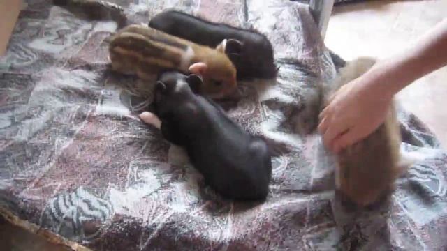 Микро мини пиги , "Рязанская Диковинка", минипиги минипиг микропиг, minipig, micropig