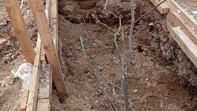 Выращивание инжира в Ленинградской области весной 2023