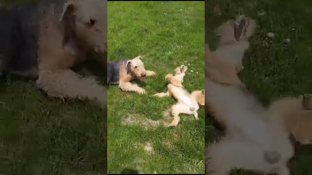 эрдельтерьер Роман и лейклендтерьер Лёня. электронные собачки