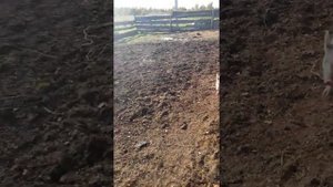 Как заставить собаку быстро поесть.