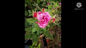 pink rose plant ??/Gontesakshi/ magic pink flower