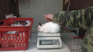 КРОЛЬЧАТА У МЕНЯ В 30 ДНЕЙ И КРОЛЬЧАТА В 20 ДНЕЙ Кролики содержание и разведение