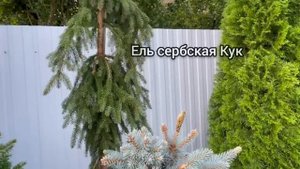 ?КОЛЛЕКЦИЯ ХВОЙНЫХ в саду Ольги Молчановой?Таких малышей вы еще не видели?