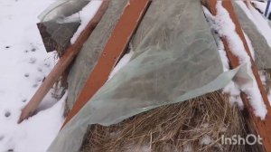 Как я покупал 2 месячных кроликов, сколько стоили кролики?