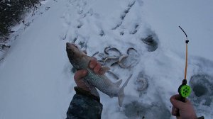 4 ДНЯ НА ТАЁЖНОЙ РЕЧКЕ \ РЫБАЛКА НА ХАРИУСА \ ВОЛШЕБНЫЙ КЛЁВ В ФЕВРАЛЕ