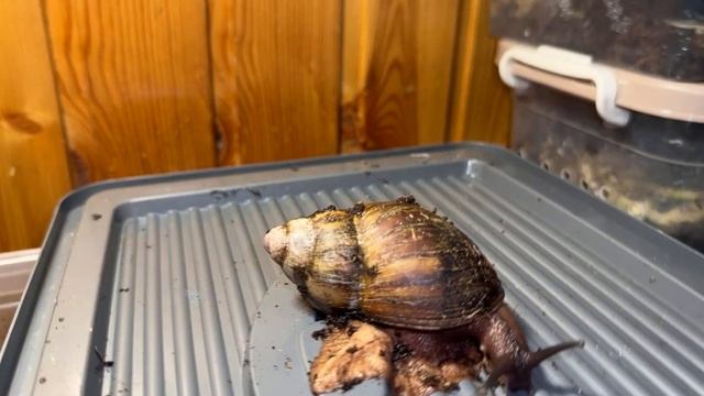 Архахатина Маргината Эгрегиелла!Сделали кладку!