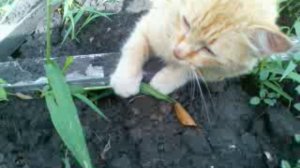 кот ест траву