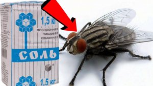 Как быстро избавиться от мух за 3 секунды.!!!!!!!!!...!!!!!...!!!!!!!!!