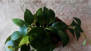 Цветение хойи Davidcumingiana, Lacunosa Eskimo Super, DS-70 variegata, Tsangii, Minibelle splash,