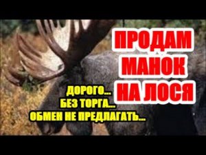 МАНОК НА ЛОСЯ... ПРОДАЮ ДОРОГО