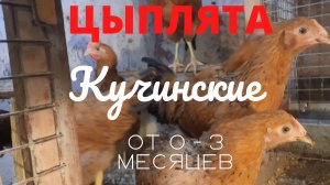 Куры породы кучинская юбилейная от 0 - 3 месяцев.