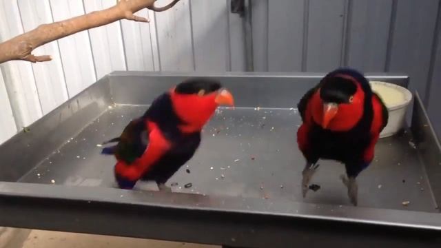 Funny dancing parrots ( Black capped lory) смотреть онлайн