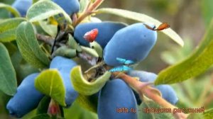 Жимолость съедобная Фиалка (lonicera edulis fialka) ? обзор: как сажать, саженцы жимолости Фиалка