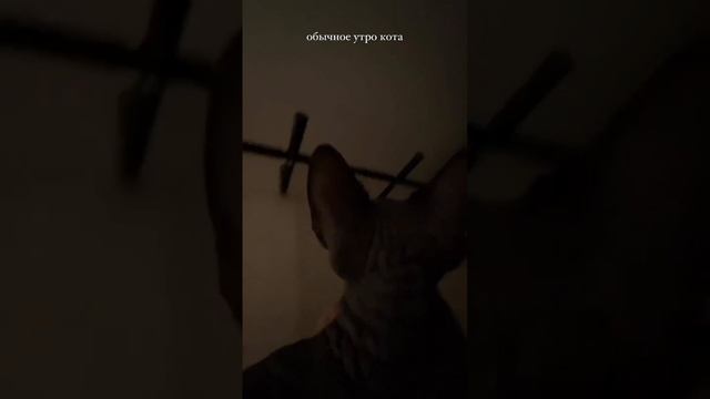 Обычный день из жизни кота