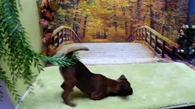 Питомник декоративных пород собак ши-тцу и гриффон. смотреть онлайн