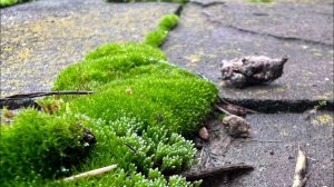Про мхи и создание мохариума!