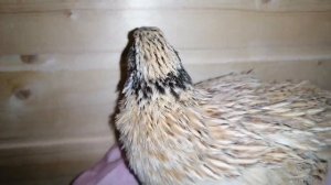 3 способа как отличить самца от самки золотистого феникса и не только