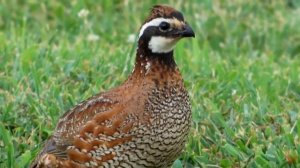 Виргинская перепелка (Colinus virginianus)