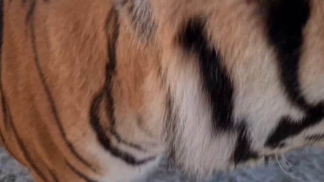 тигр Ройс учит команду сидеть/ дрессировочный день)))) смотреть онлайн