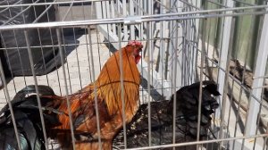 Продажа - петухов. Цена 1000 рублей. Не клевачие.