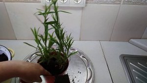 Сажаем турецкую гвоздику на балконе.