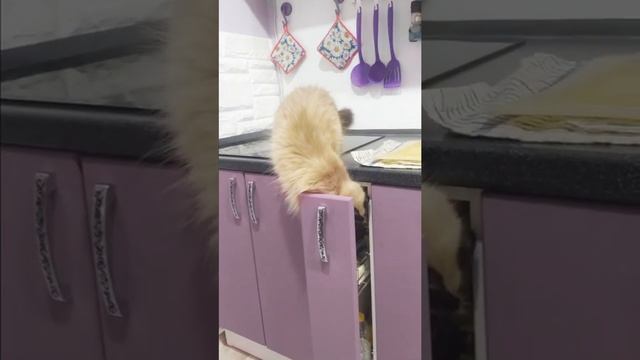 Любопытная кошка. Невская маскарадная. смотреть онлайн