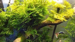 Мшарник 20 литров