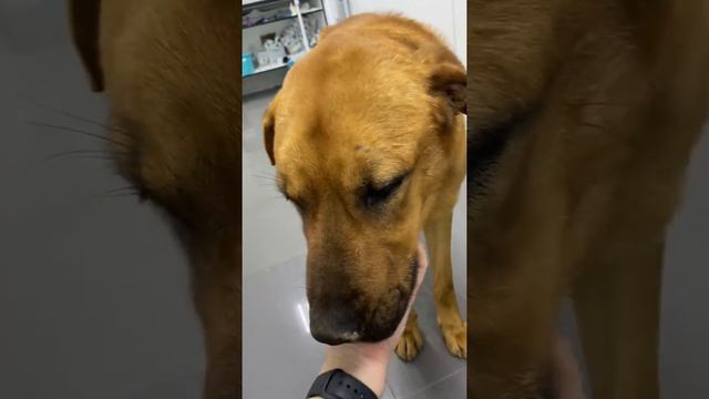 Малыш. Чума плотоядных. смотреть онлайн