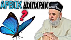 ХОЧИ МИРЗО - АРВОХИ ШАПАРАК