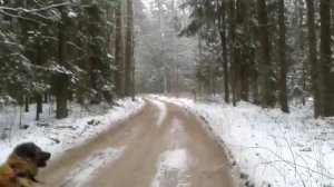 Деревенские будни. Добываем чагу.