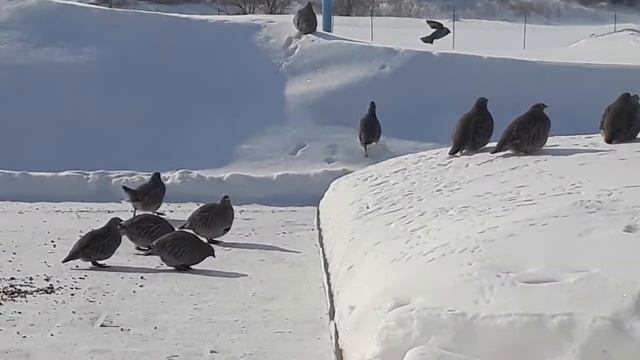 Куропатки в огороде смотреть онлайн