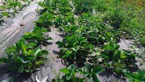 Секрет разгона кустов клубники НСД сортов