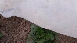 Как спасти картофель от возвратных заморозков?