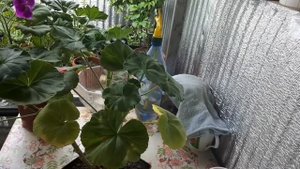 ВЕРМИКУЛИТ. Мой опыт работы с пеларгонией.