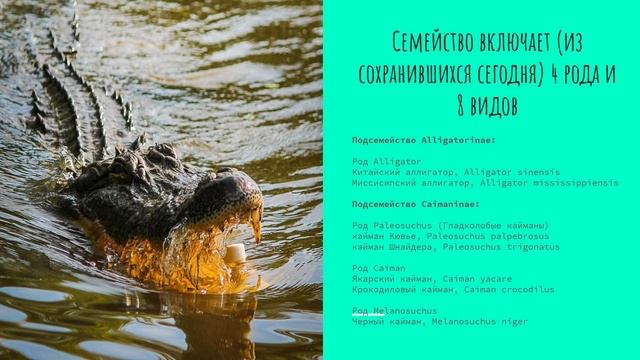 в пасти дракона. крокодилы и аллигаторы смотреть онлайн