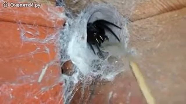 В доме завёлся паучок смотреть онлайн